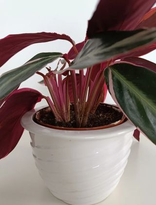 Preciosa planta verde