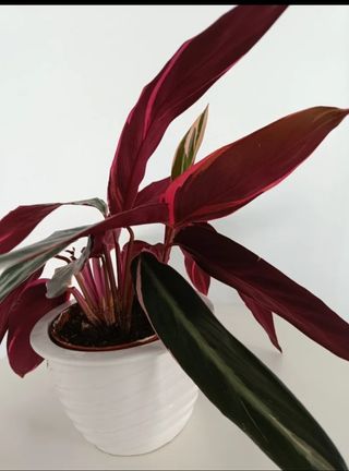 Preciosa planta verde