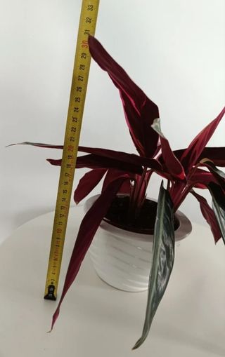 Preciosa planta verde