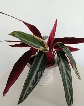 Preciosa planta verde