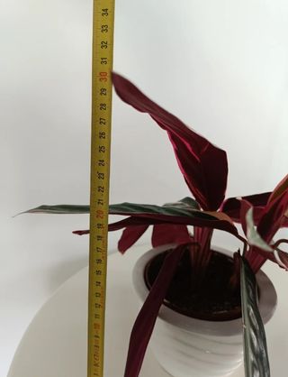 Preciosa planta verde