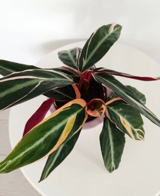 Preciosa planta verde