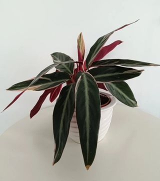 Preciosa planta verde