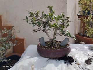 Bonsai
