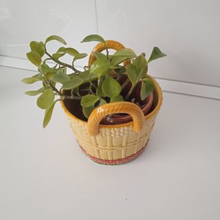 Cerámica con planta