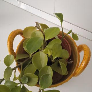 Cerámica con planta