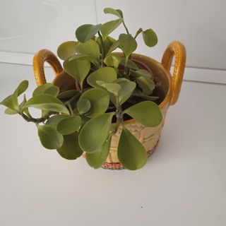 Cerámica con planta