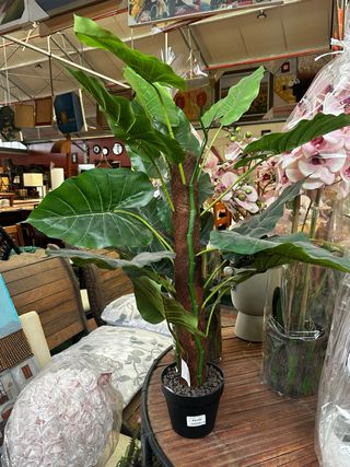 Jardinero / plantas/ flores