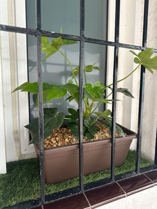 Jardinero / plantas/ flores