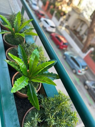 Jardinero / plantas/ flores