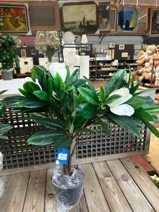 Jardinero / plantas/ flores