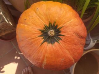 40 Semi di zucca Reddy 