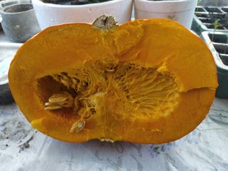 40 Semi di zucca Reddy 