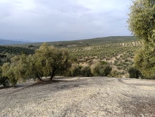 Olivar de secano con pendiente
