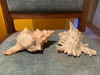 2 conchiglie mare misure cm. 16 e cm.13