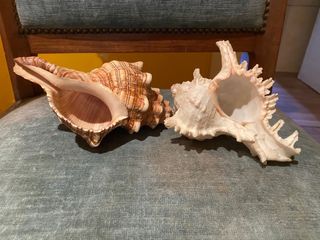 2 conchiglie mare misure cm. 16 e cm.13