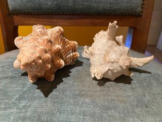 2 conchiglie mare misure cm. 16 e cm.13