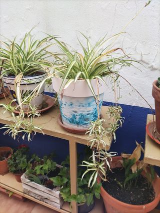 Planta lazo del amor