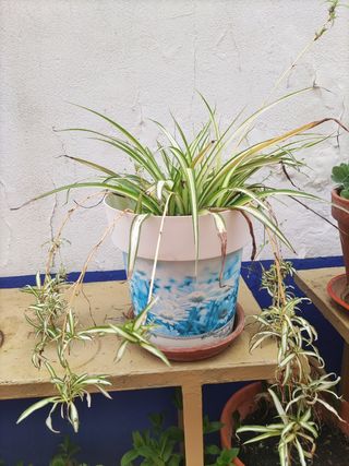 Planta lazo del amor