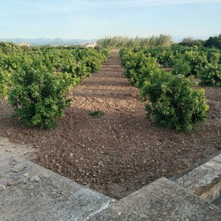 Campo de 4 hanegadas
