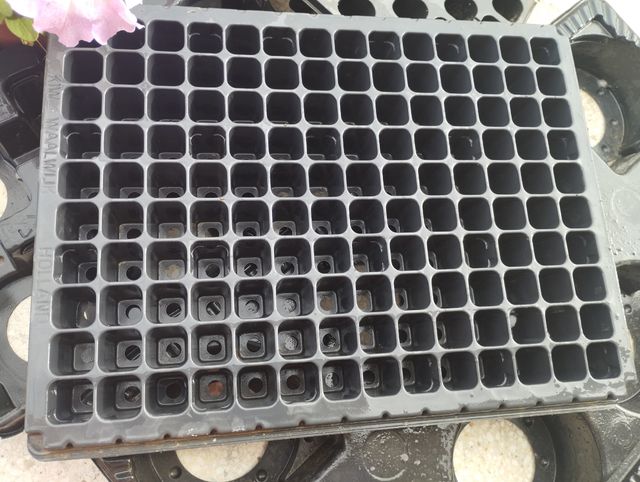 Bandejas germinación semillas plantas forestales