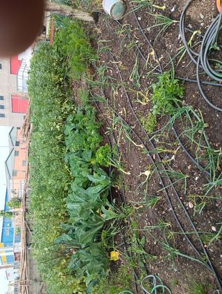 Desbrozado de terreno