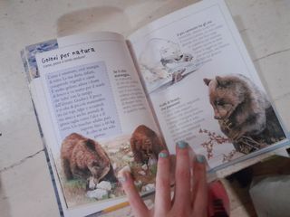 L'orso. Un'indole Solitaria Fra I Ghiacci E Nelle Foreste, In Letargo Per Partorire, Una Madre Severa E Attenta, Vegetariani Ma Anche Carnivori