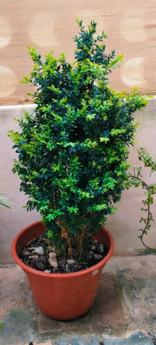 PLANTA BUXUS .
