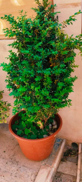 PLANTA BUXUS .
