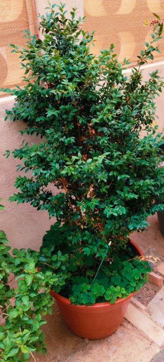 PLANTA BUXUS .