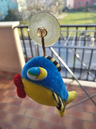 Pesciolino con ventosa