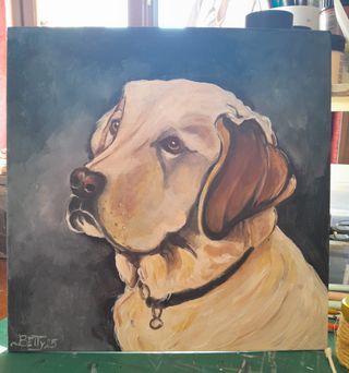 Labrador 