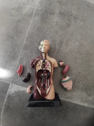 Muñeco de anatomía 