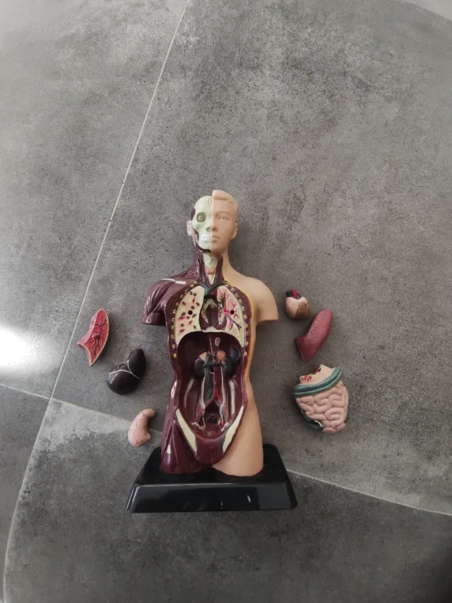 Muñeco de anatomía