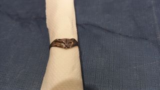 Anillos de Plata en forma de Gato