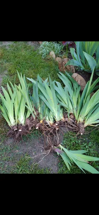 Iris Germánica. Magnetisme