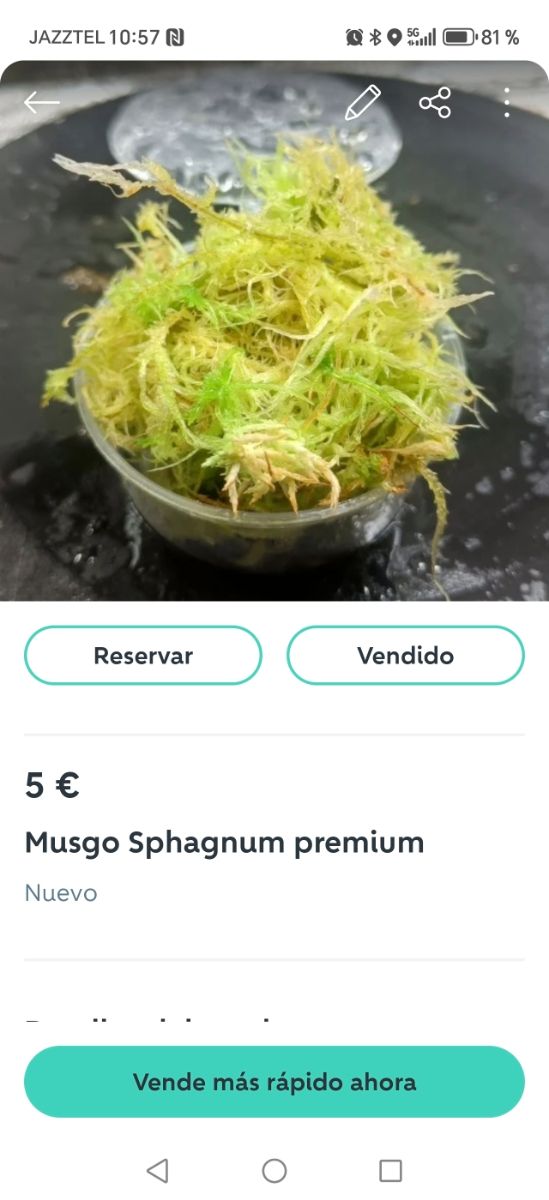Lote musgo y Droseras 
