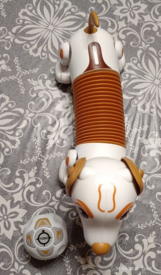 Perro Ycoo (precio negociable)