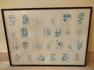 Cuadro plantas