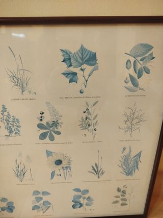 Cuadro plantas