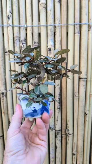 Bonsai eleagnus mame