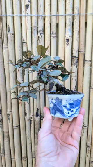 Bonsai eleagnus mame