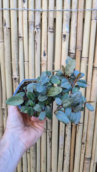Bonsai eleagnus mame