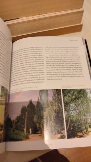 Guia botánica de Leganés arboles urbanos