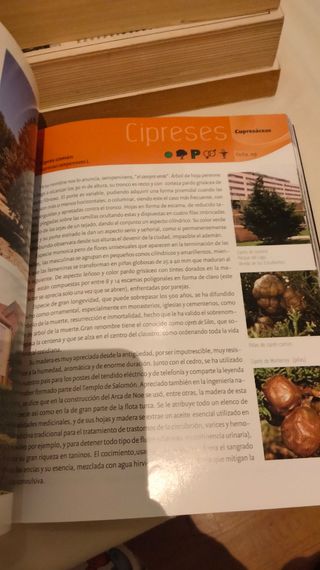 Guia botánica de Leganés arboles urbanos