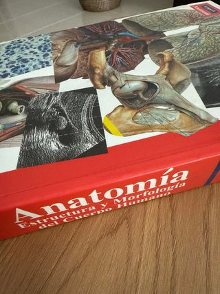 Anatomia 4b Estructura y Morfologia del Cue