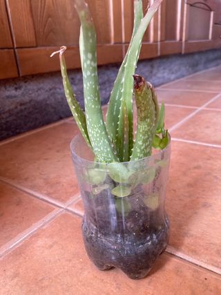 Planta aloe vera suculenta
