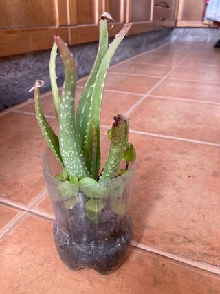 Planta aloe vera suculenta