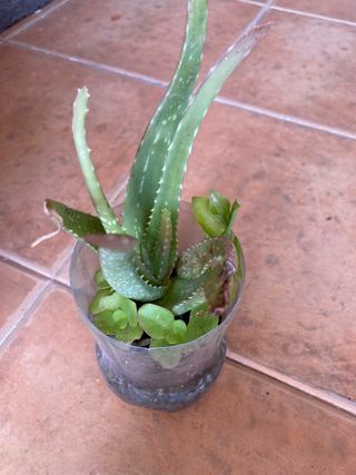 Planta aloe vera suculenta