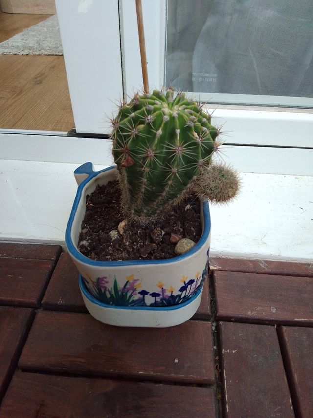 Cactus